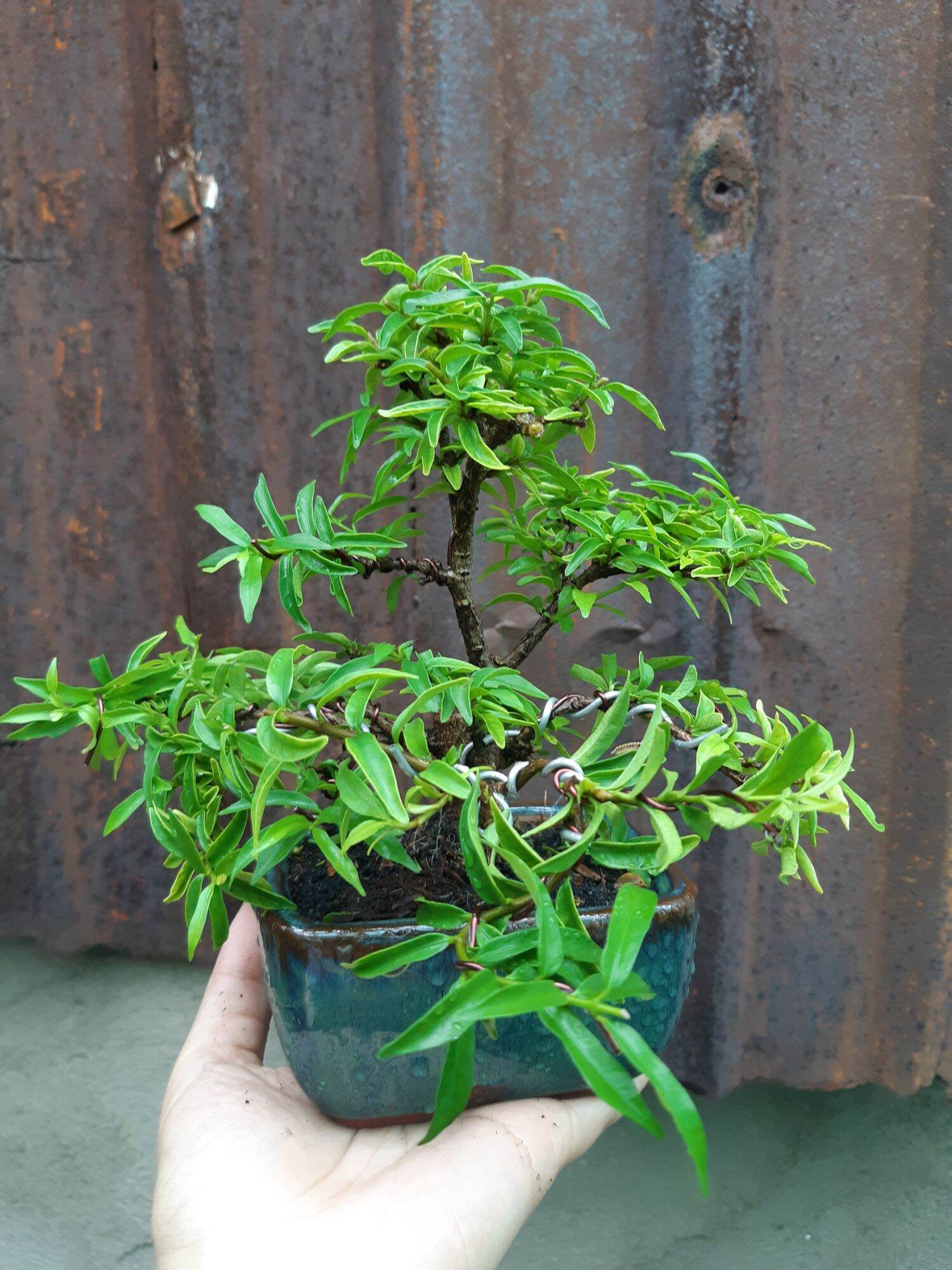 Mai chiếu thủy bonsai mini SIÊU BÔNG TẶNG CHẬU
