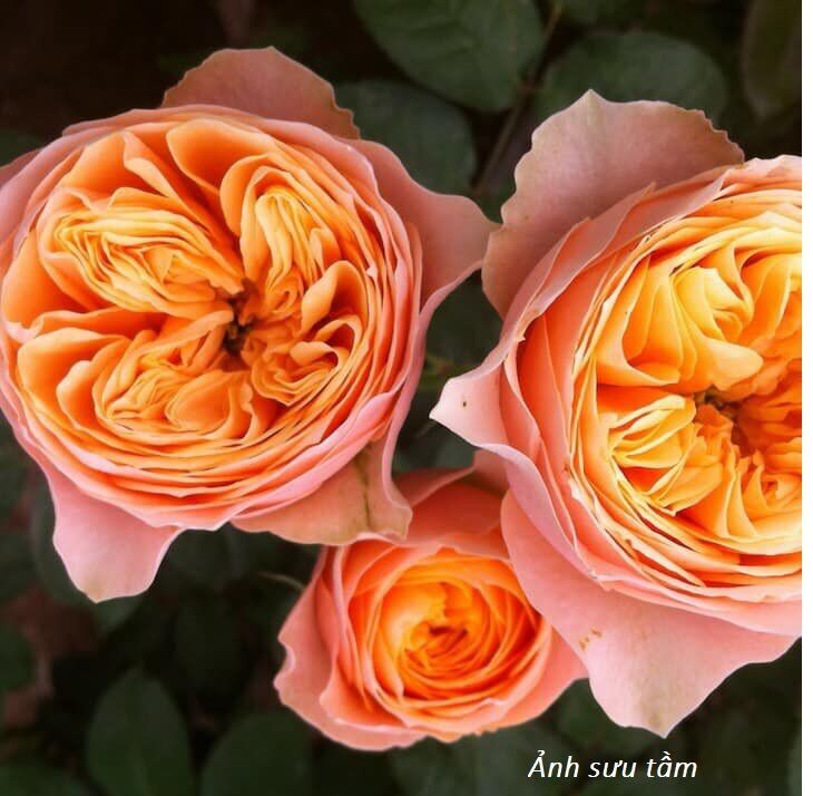 Hoa hồng ngoại Vuvuzela rose