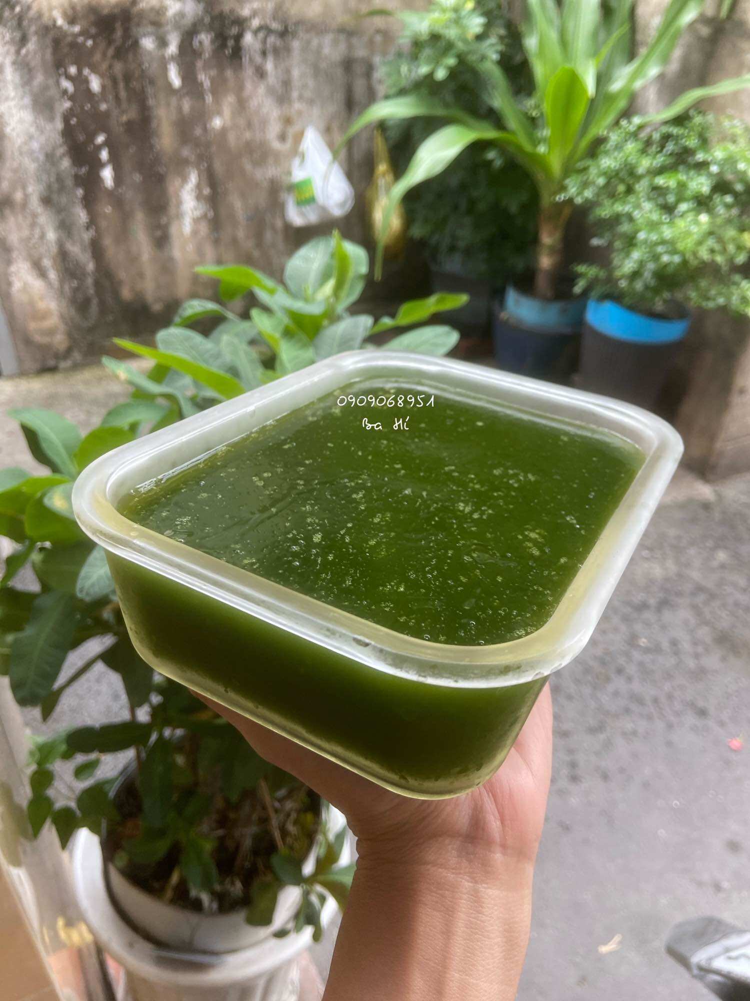 Cây giống sương sâm lông củ. Rễ nhiều