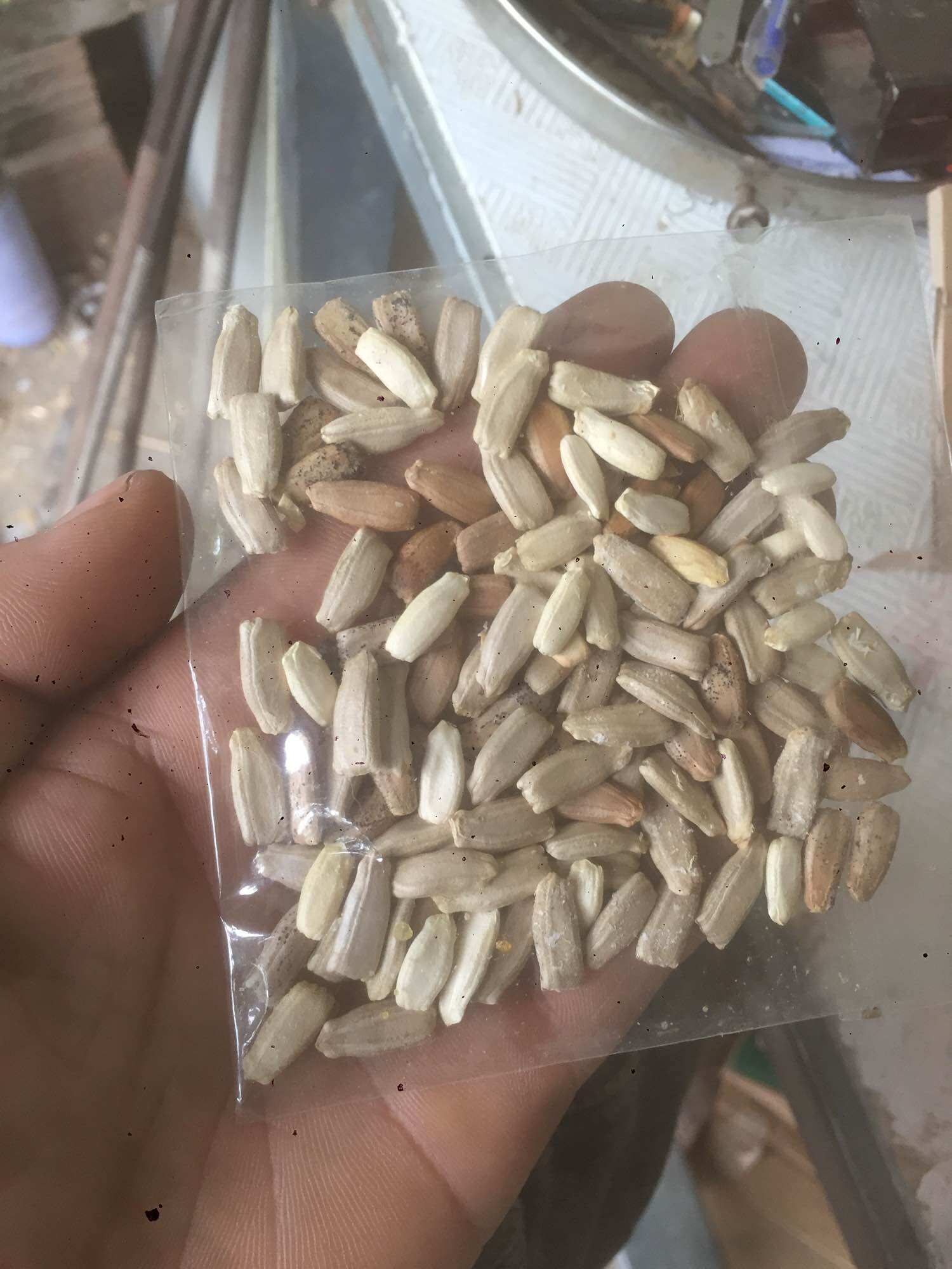 Gói 100 Hạt giống bầu hồ lô cao sản