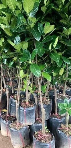 Cây Mít Thái Siêu sớm ( cây giống )