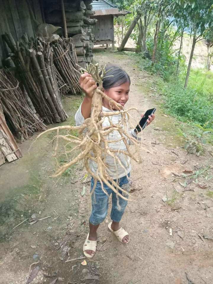 Vietnam ginseng. ngoc linh ginseng 10 tube / kg type 02 years