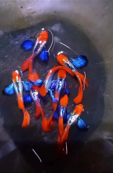 Combo 1 cặp trống mái dumbo koi 100k hàng thuần