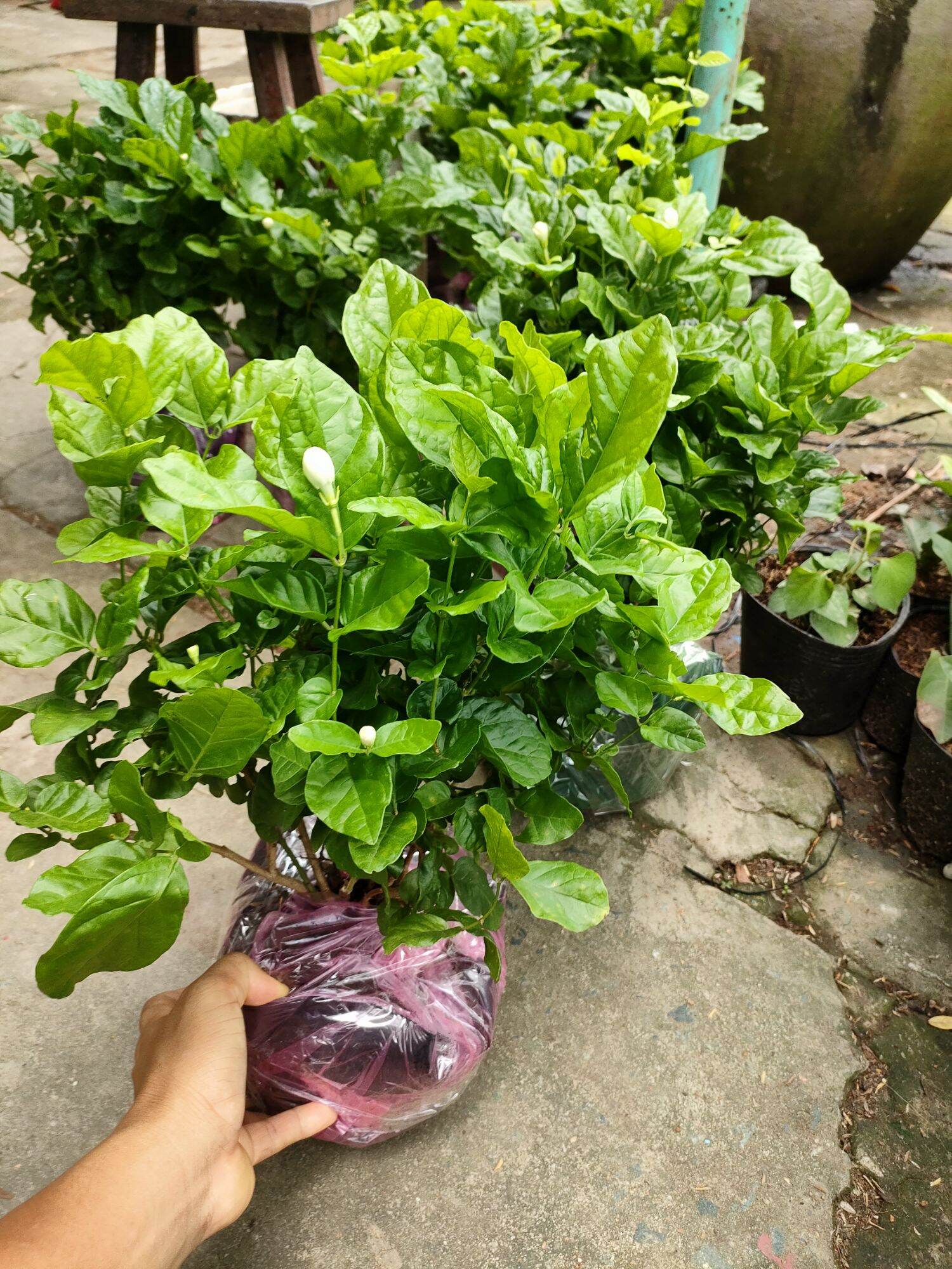 Chậu hoa lài (hoa kép)