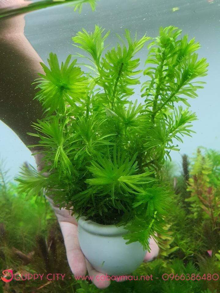 Rong Thủy Sinh