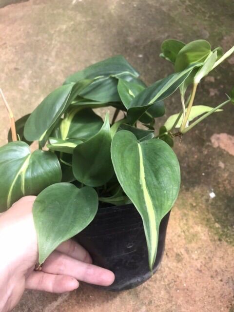 Trầu bà Sweetheart - Trầu bà Brazil