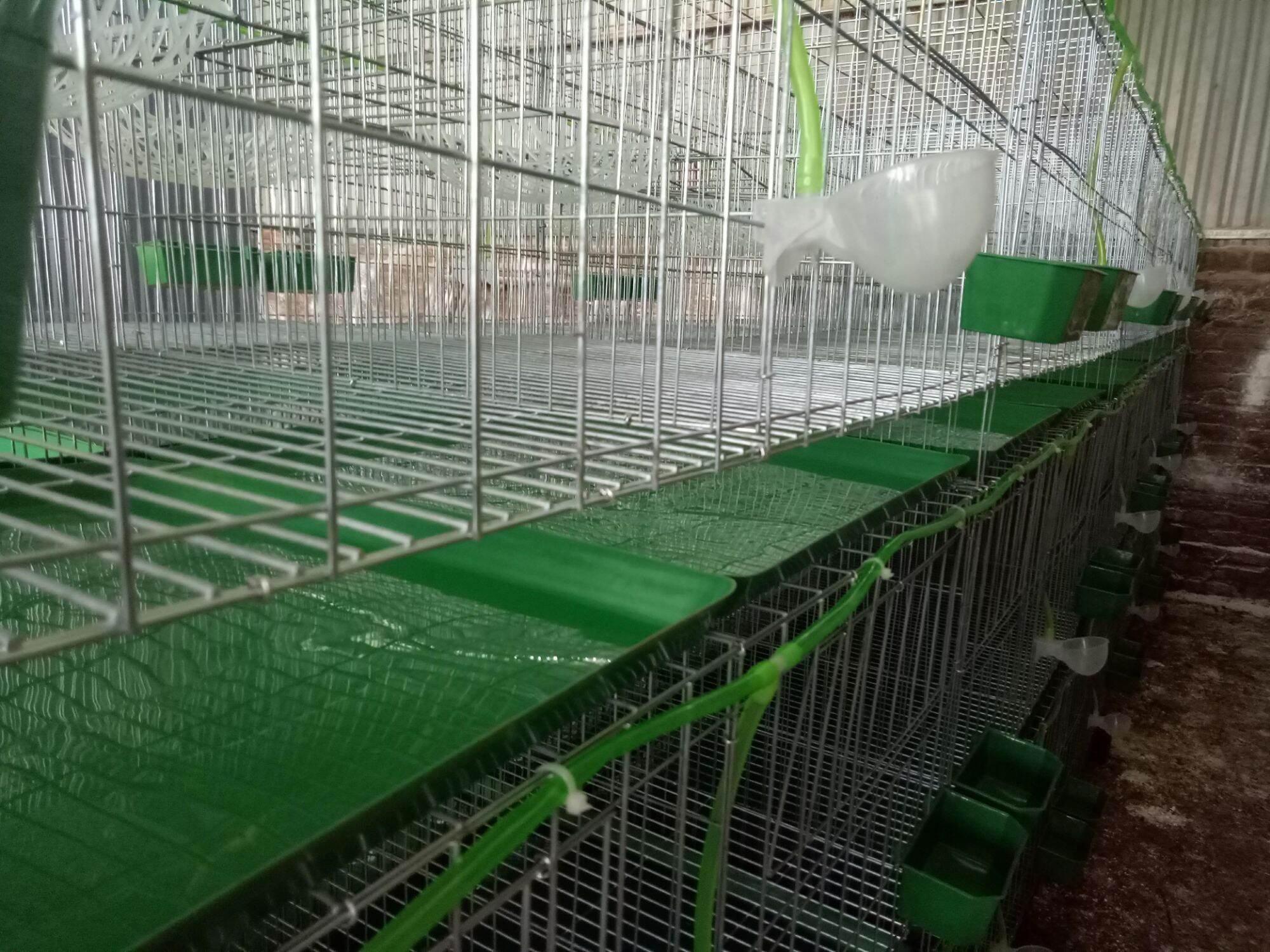 Lồng bồ câu 50x1m