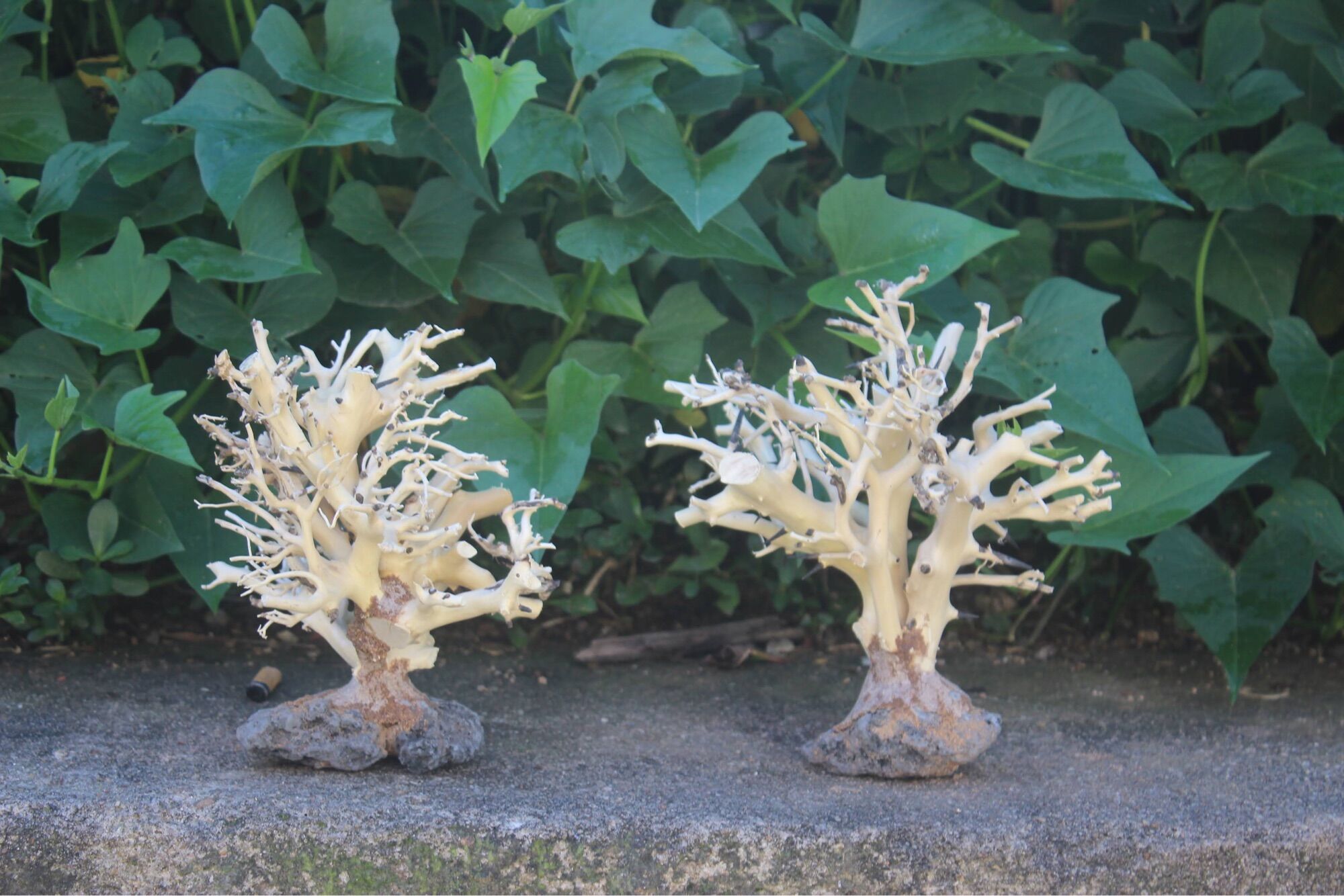 Lũa bonsai tự nhiên cao 10cm