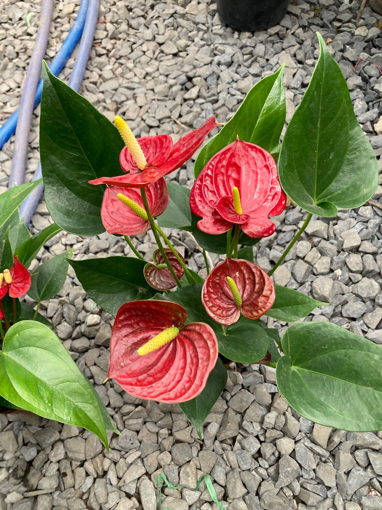 Cây hồng môn đỏ kép
