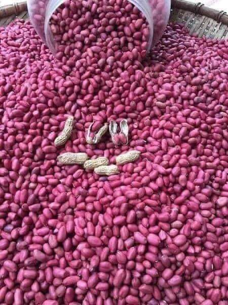 1 Kg Lạc đỏ Nghệ An đều hạt, không bị hỏng hay lép củ nào