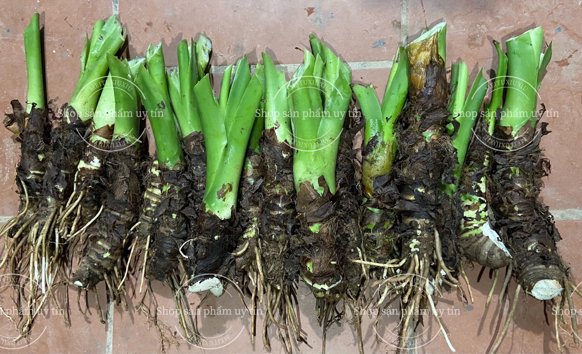 củ ráy voi làm cảnh (bao sống)