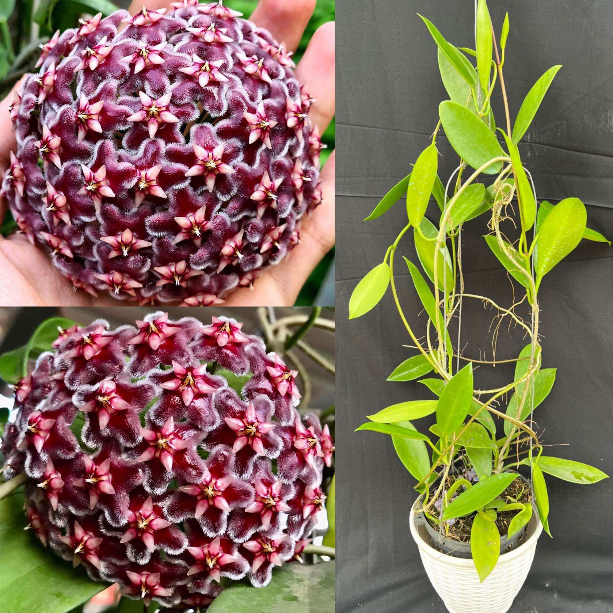 Hoa Cẩm cù hoya Dragon black màu hoa đẹp, thơm,thân leo, phát triển nhanh