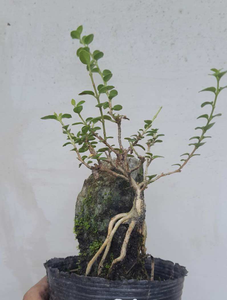 Sam hương ôm đá bonsai mini