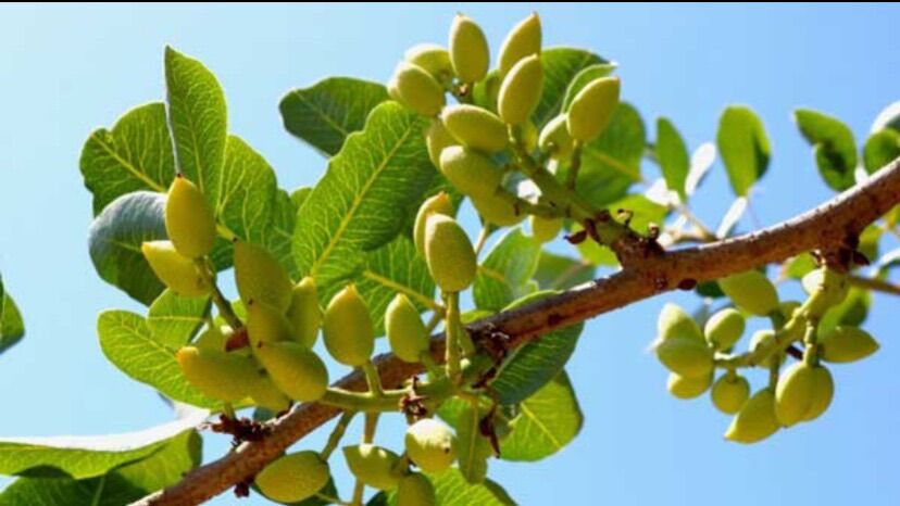 Pistachios 100g (Shelled)