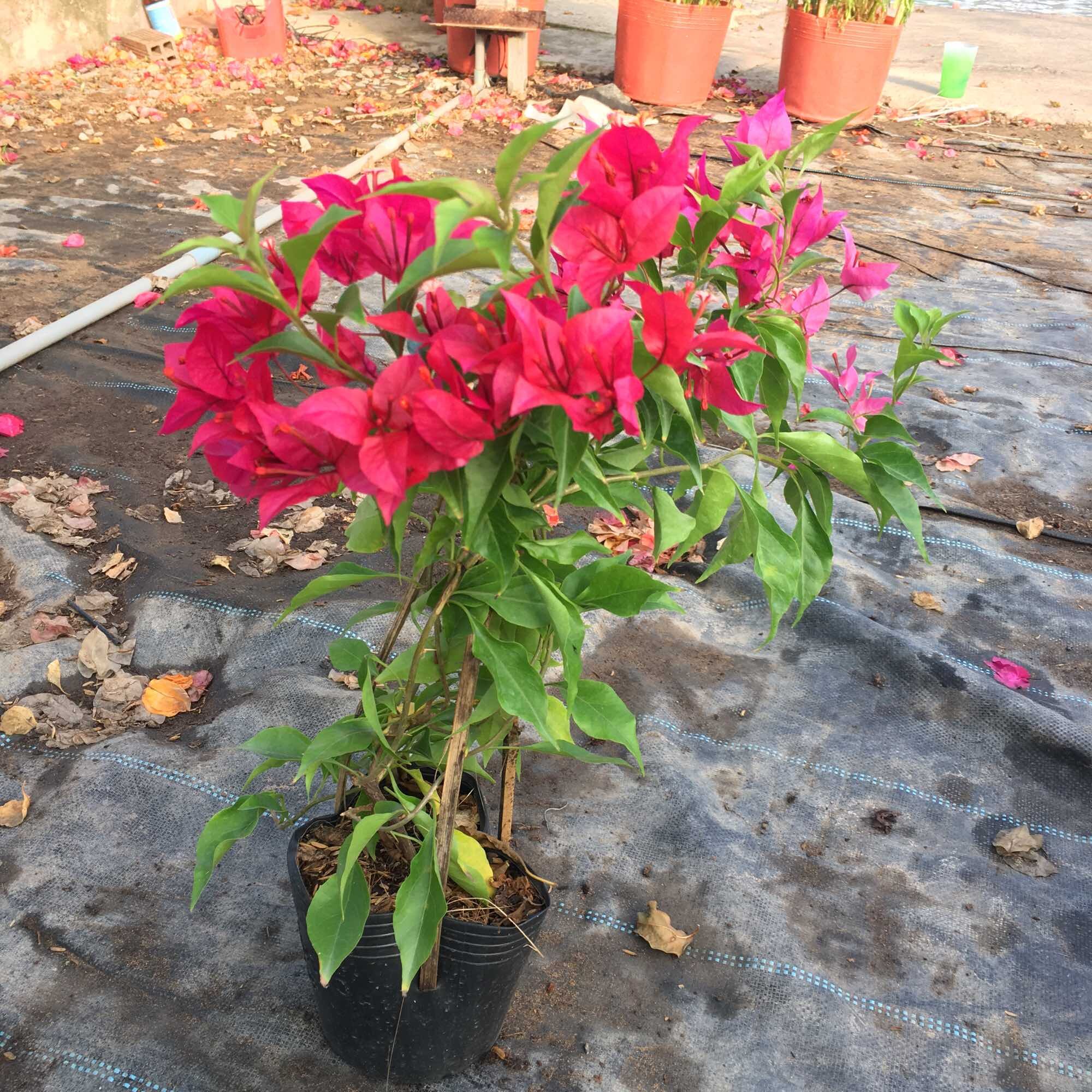 Cây hoa giấy Rupy Lửa, cây nguyên bản đang hoa đã thuần chậu C6.