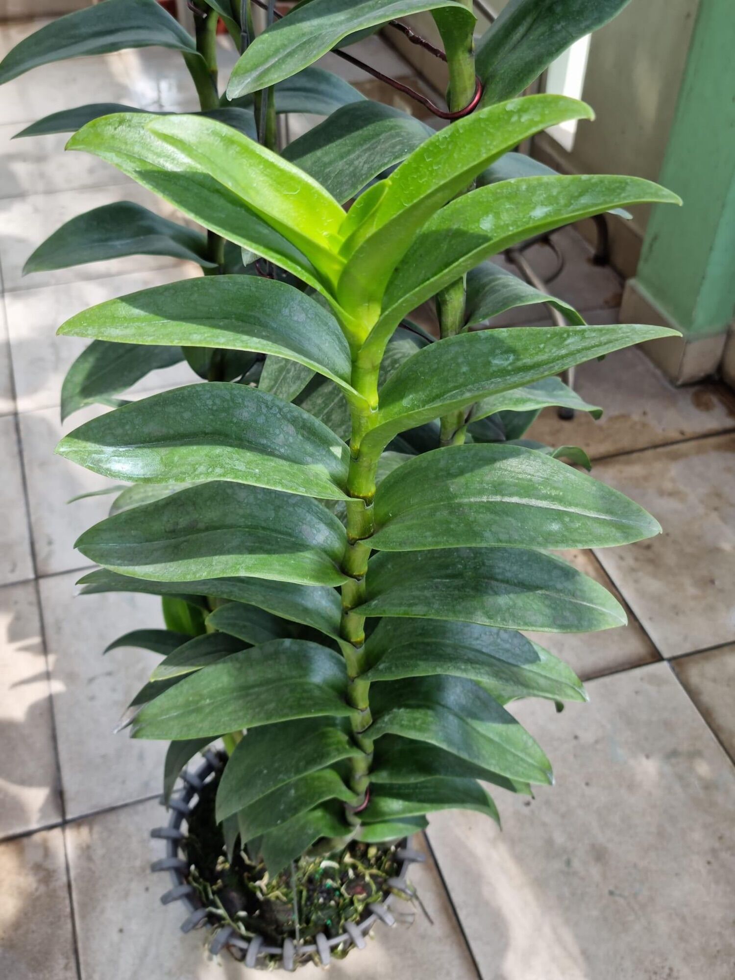 Thuốc trừ bệnh Starner 20WP