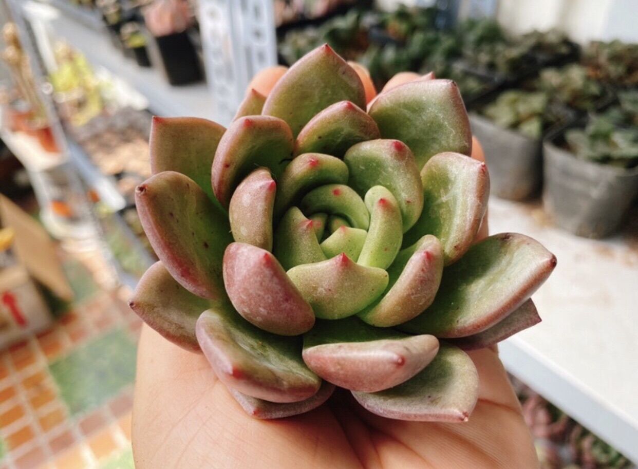 Sen đá pha lê Hồng size 6-7cm