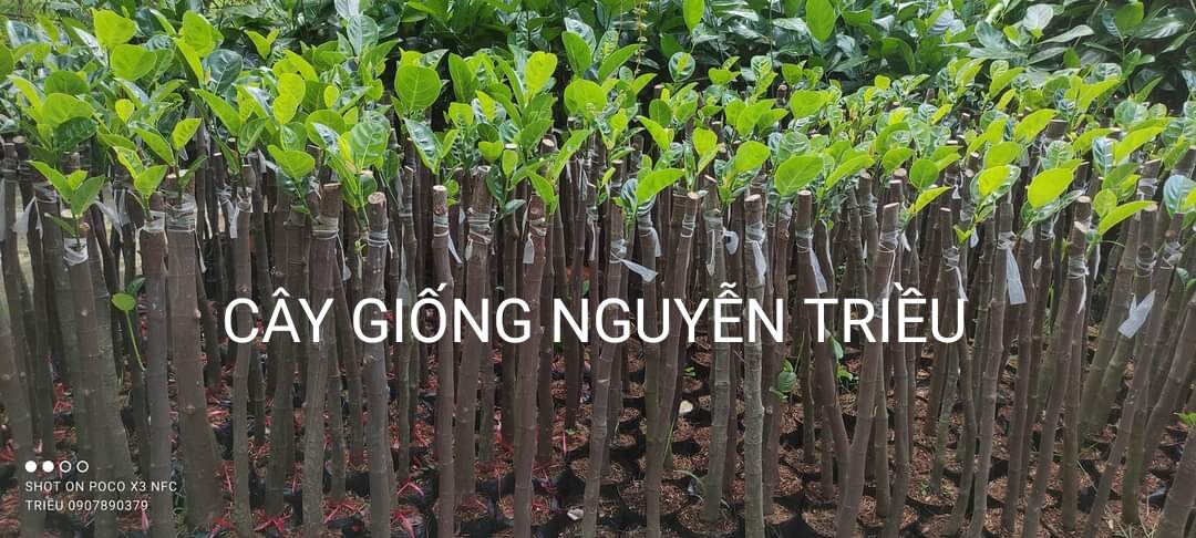 Cây giống mít thái changai da xanh - mít siêu sớm