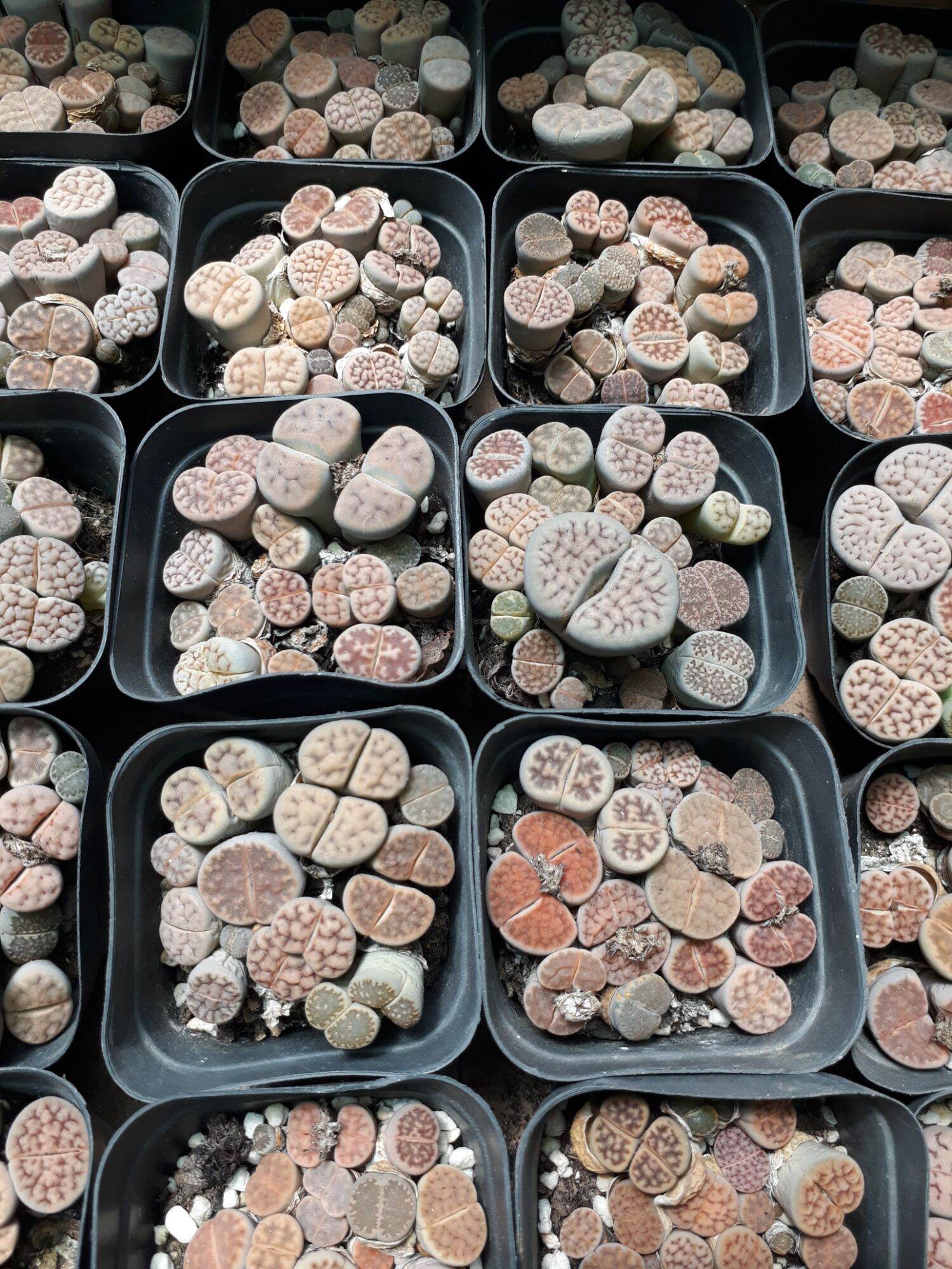 Sen Mông Đủ Màu Chậu Vuông 6.5cm (Sen Mông/Lithops/Thạch Lan)