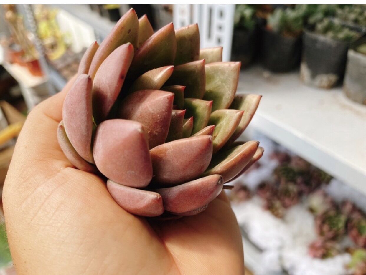 Sen đá pha lê Hồng size 6-7cm