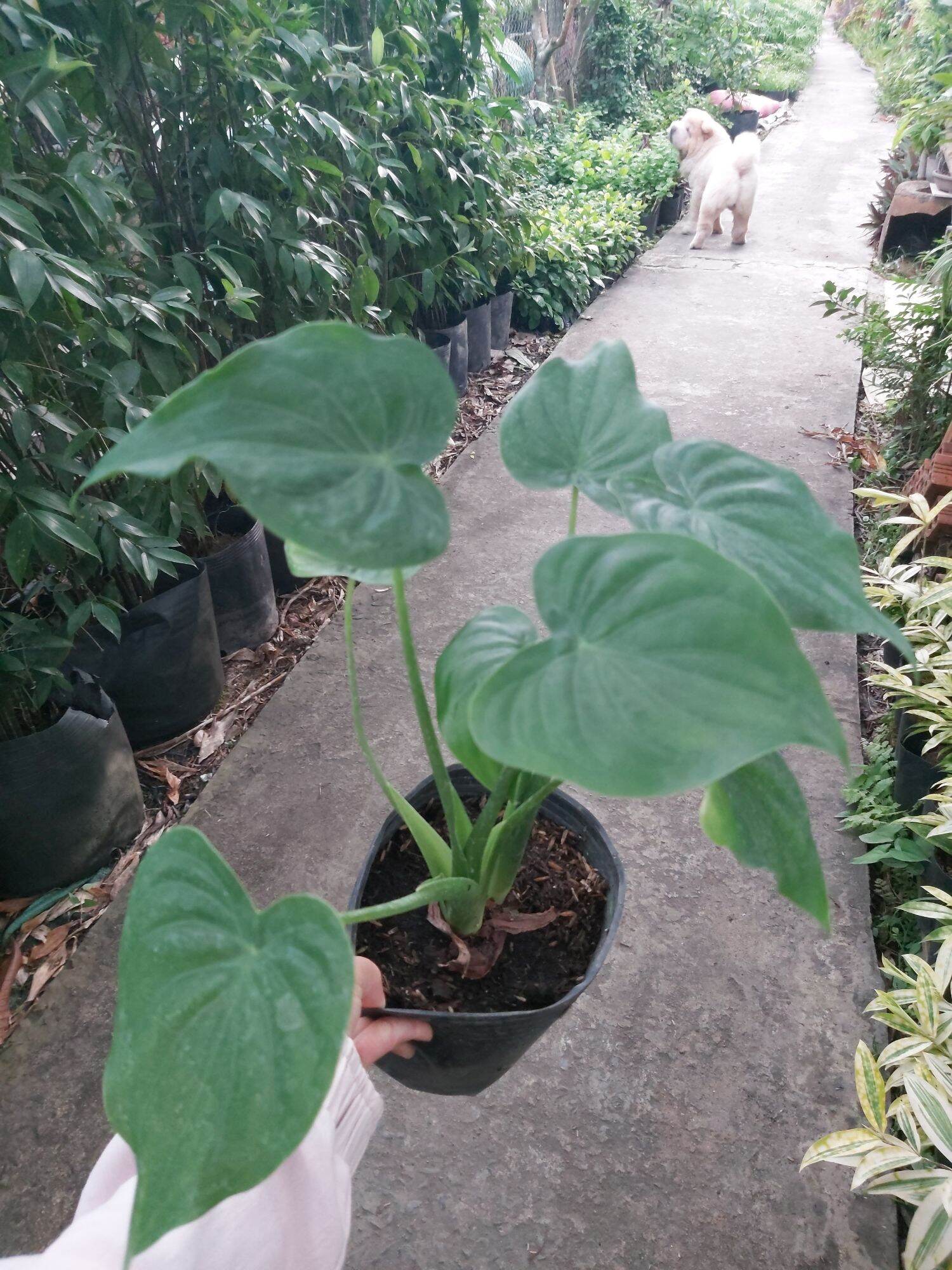 Cây Môn Tai Phật