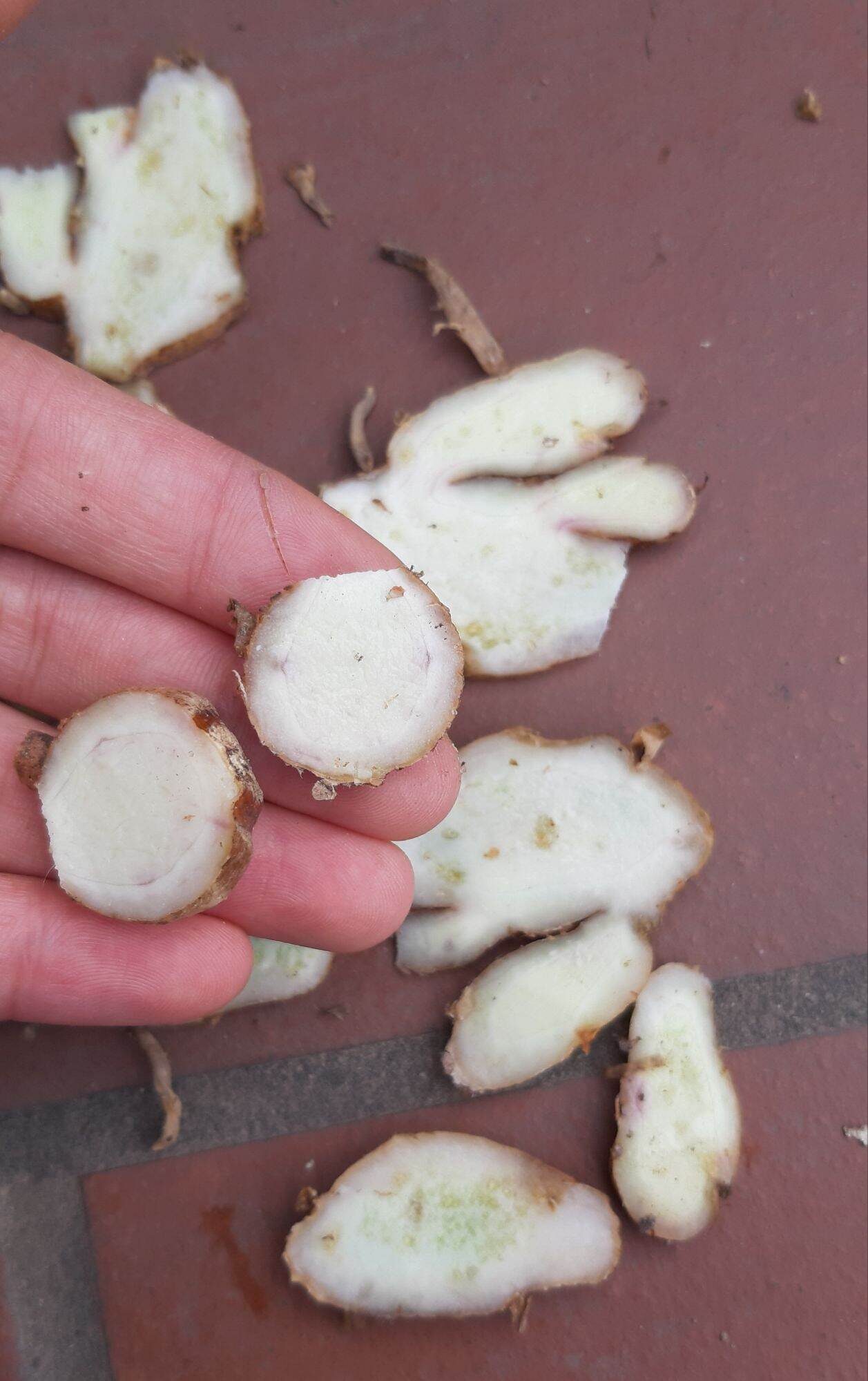 Củ địa liền tươi - 1kg