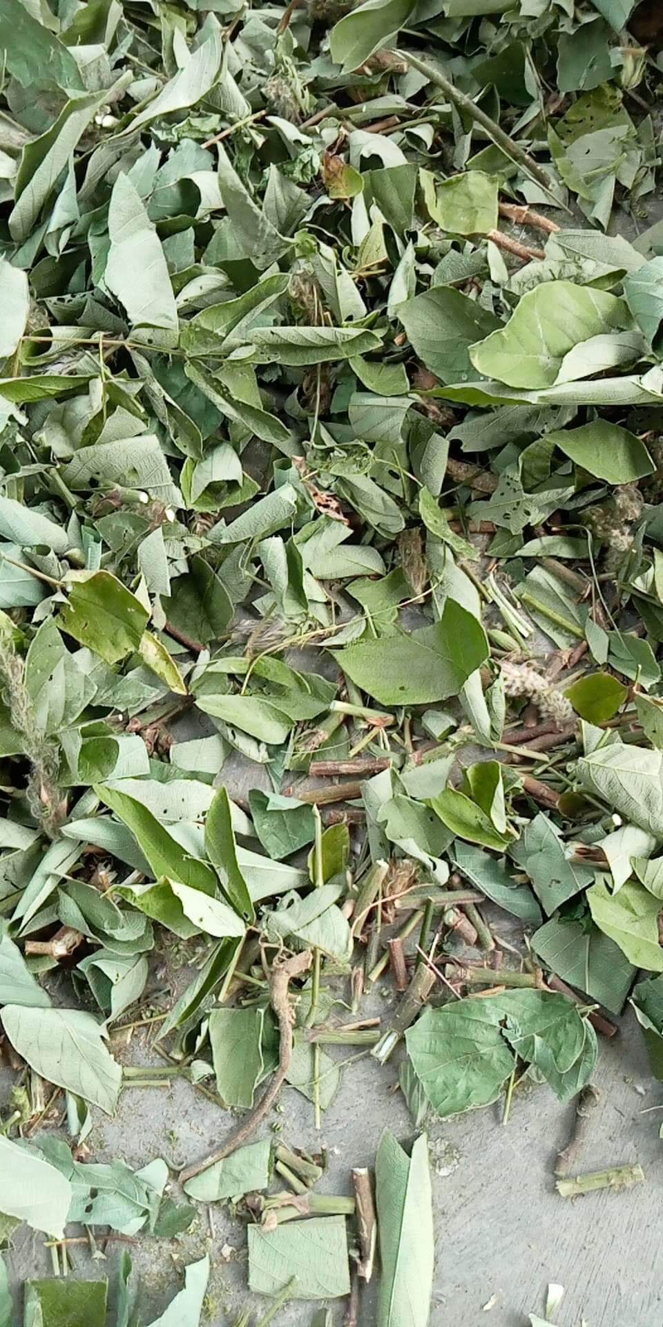 Cây đuôi chồn khô (cây hầu vĩ tóc )