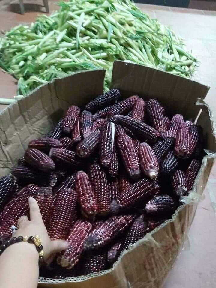 Ngô tím. tây bắc 85k/1 kg