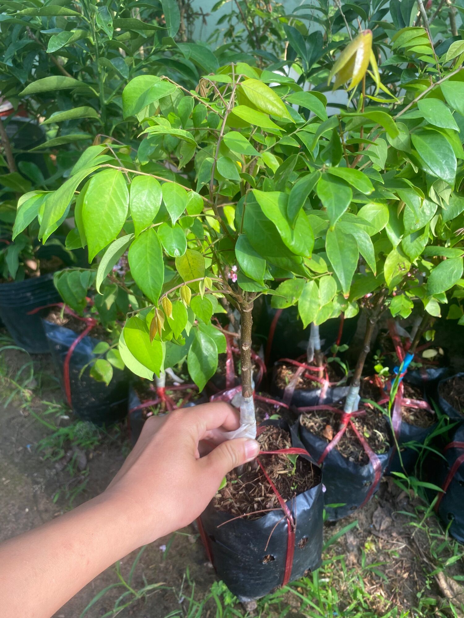 Cây Khế ngọt ( cây giống )chậu lớn cao 40-50cm