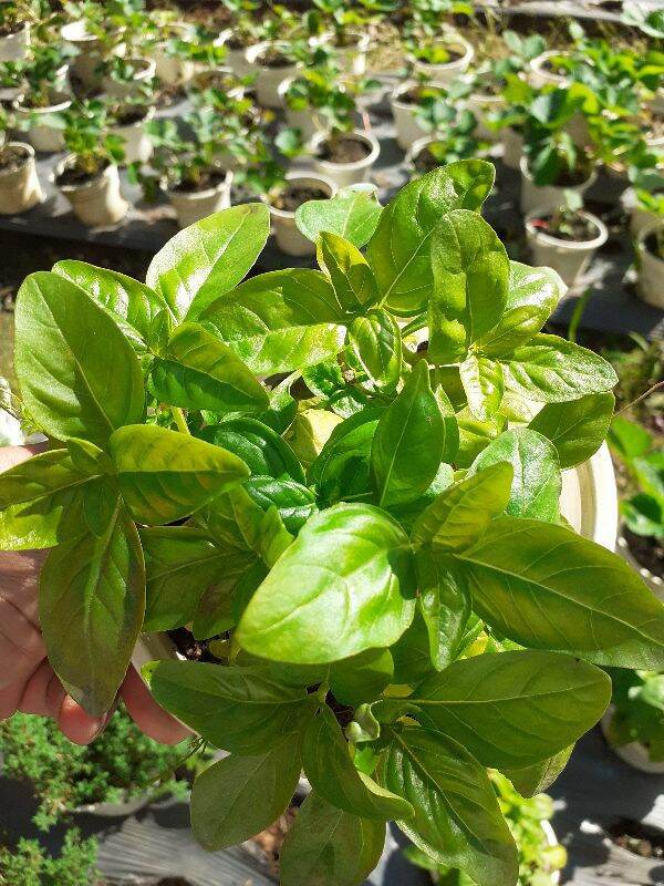 Cây basil chậu trung