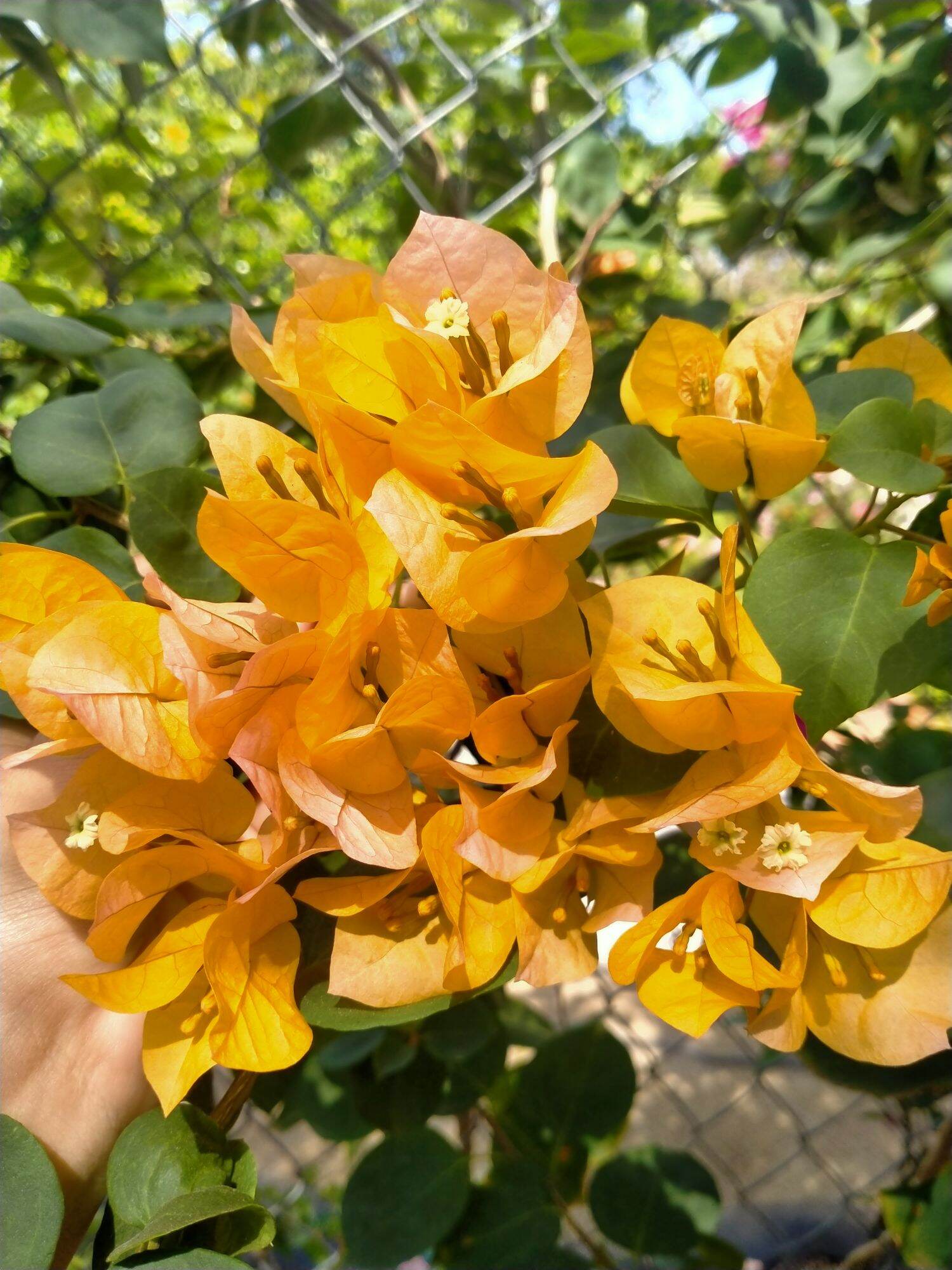 combo 10 cây giống hoa giấy các màu
