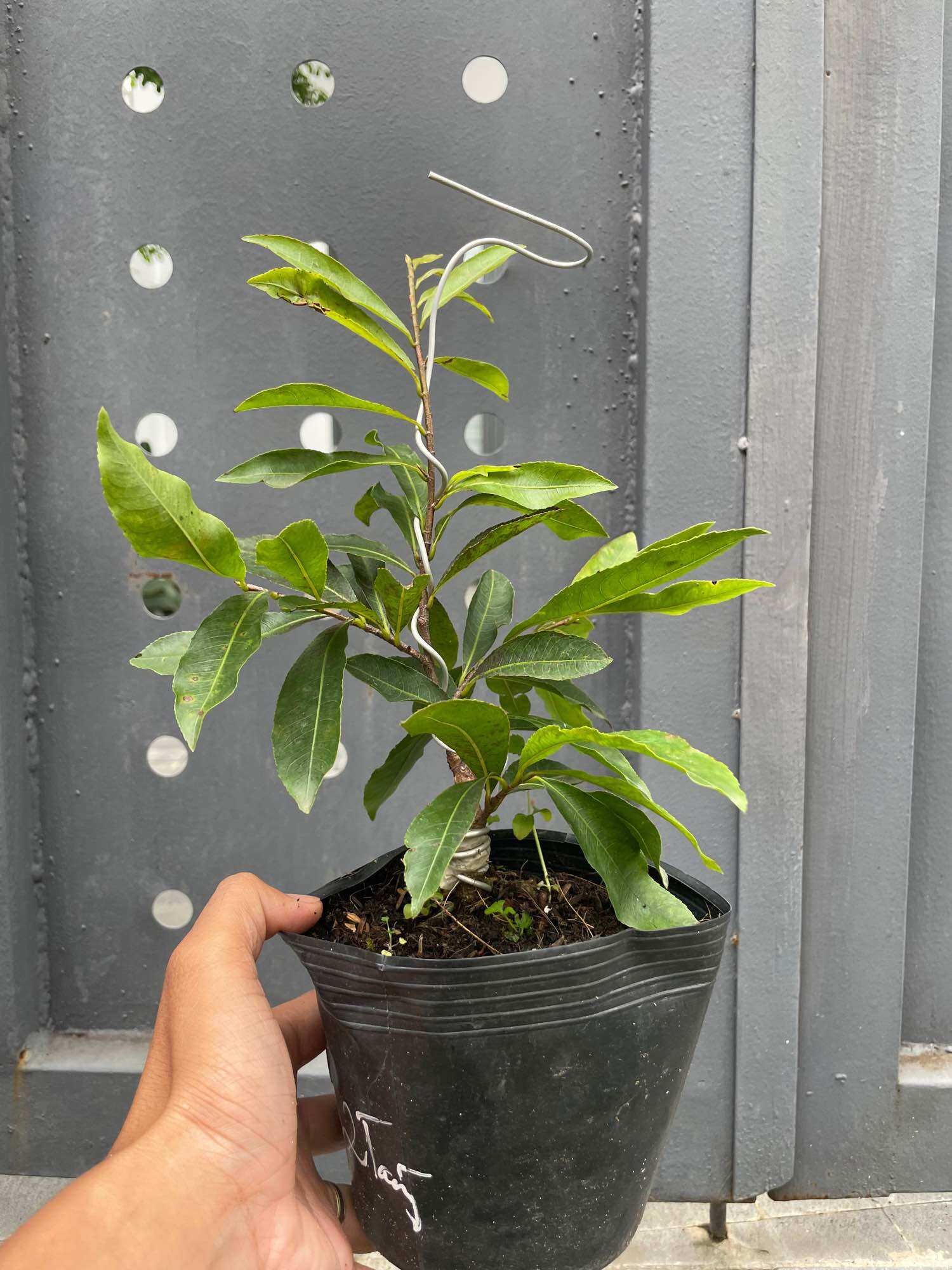 [HCM]Mai cúc 2 tầng cây mai đột biến (huỳnh tấn phát) gốc quái mini.