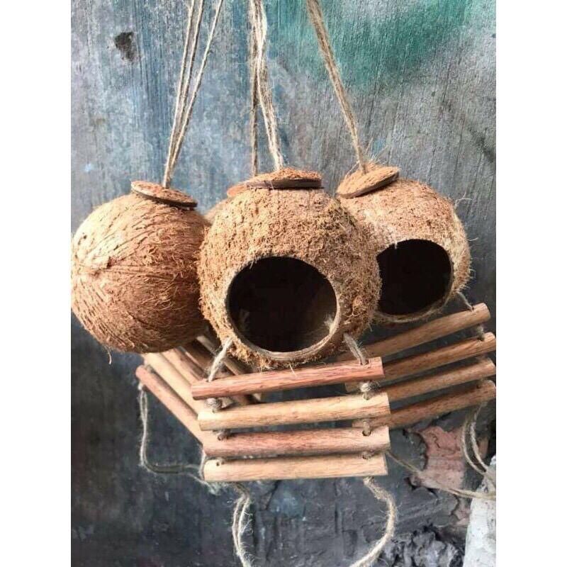 Hang gáo dừa trú ẩn chuẩn xịn đẹp
