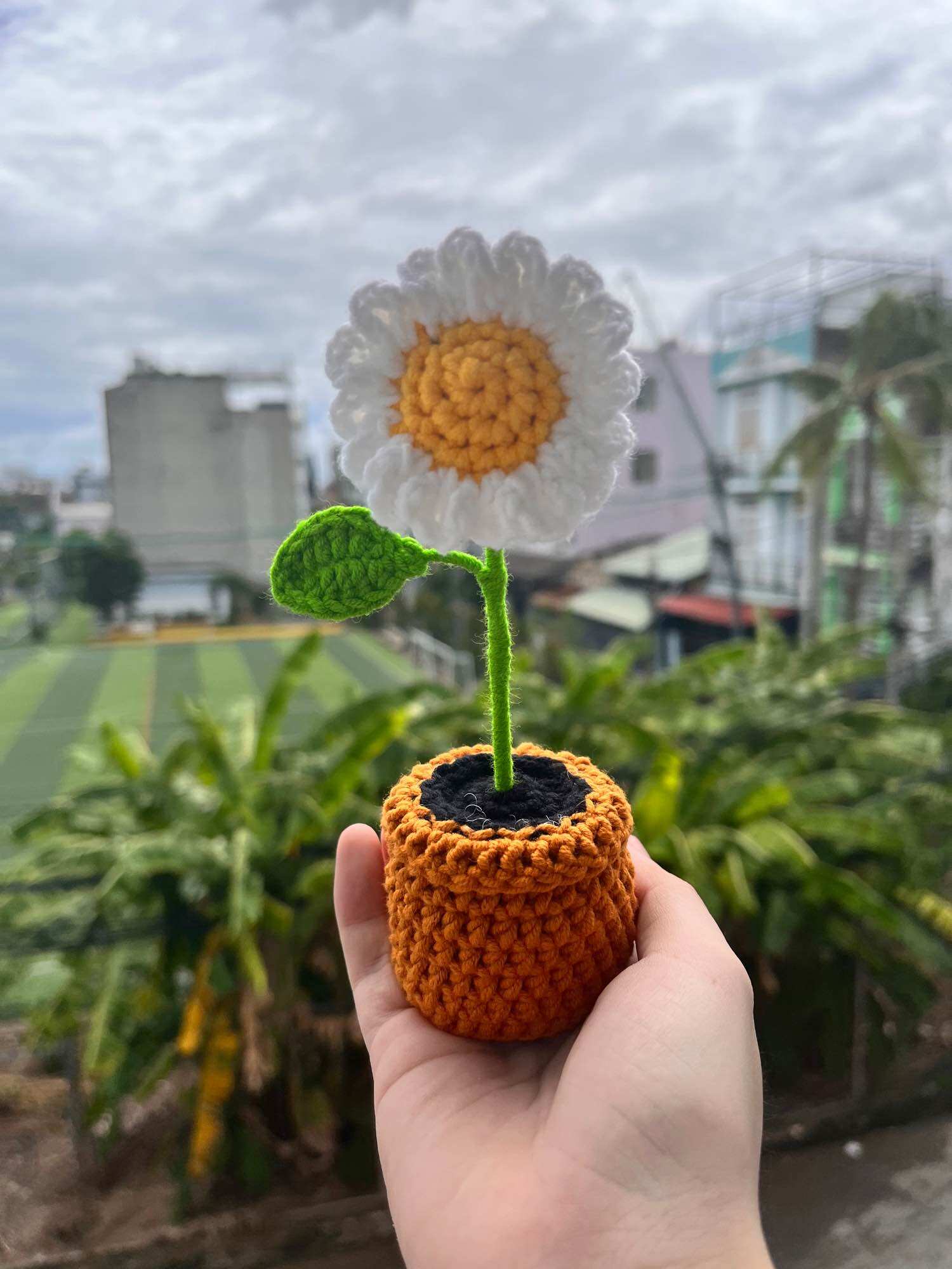 Chậu hoa cúc mini để bàn