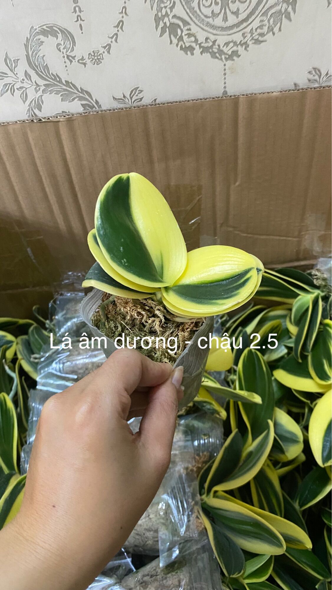 Hồ Điệp Lá Biên - Lá Phát Tài