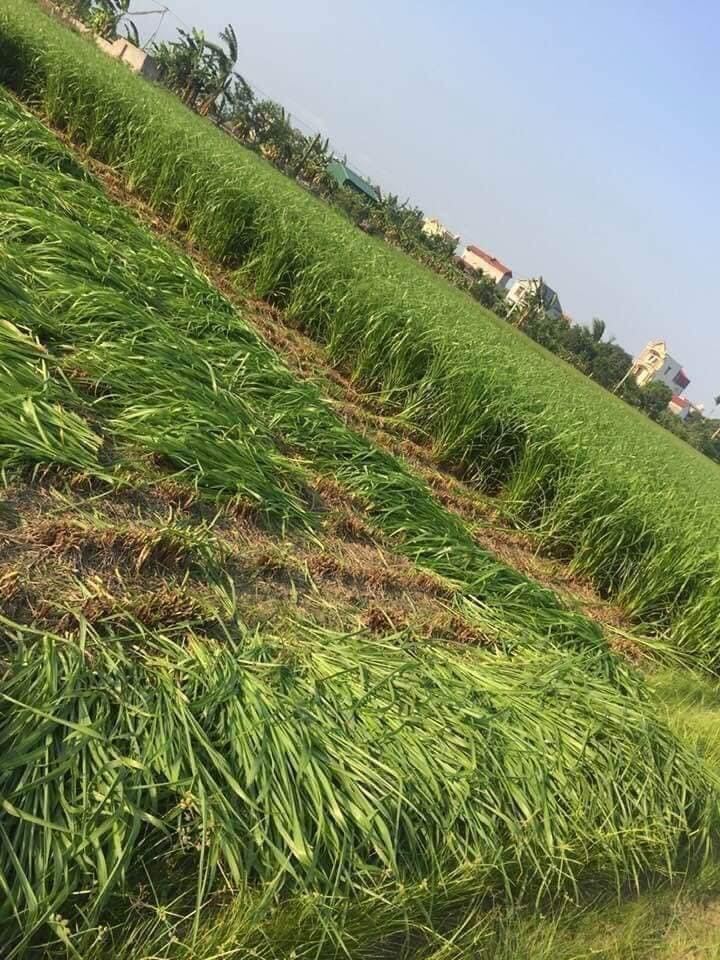 mombasa (cỏ sả lá lớn )100g thái lan
