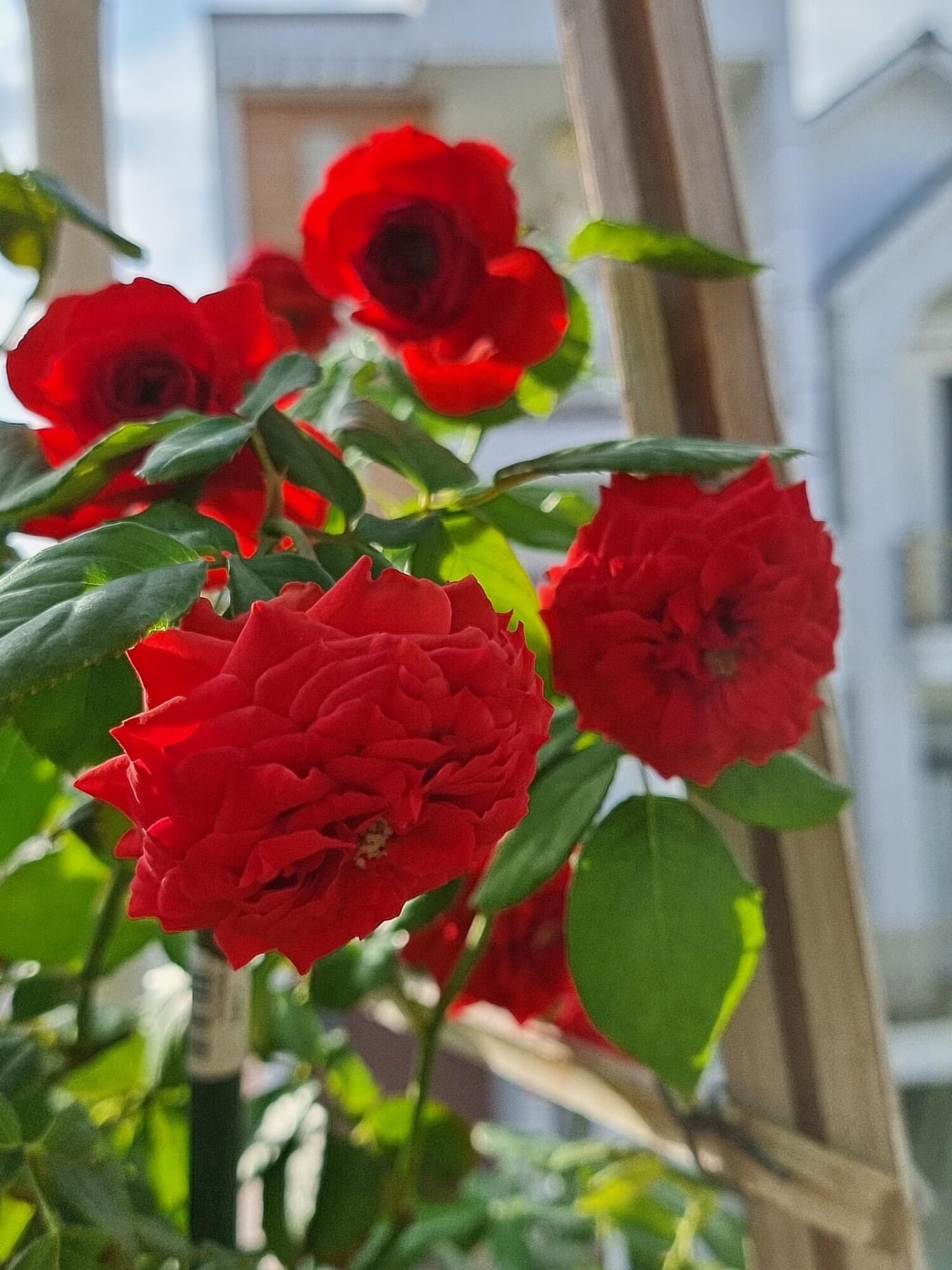 Hoa hồng Ngoại Red Apple Rose