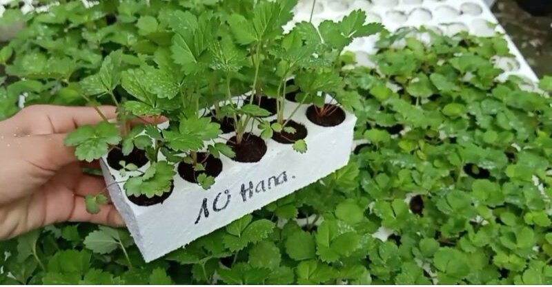( giao ngay) Kem NGHỆ Thorakao:  Nghệ Trang Điểm 3g / Chấm Mụn 7g /Kem Gấc 3g