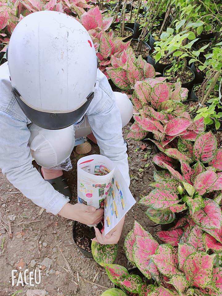 Cây vạn lộc ( cây thiên phú)