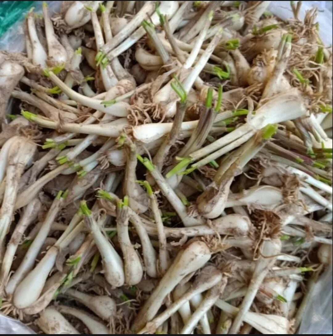 1KG  CỦ KIỆU QUẾ CỦ TO ( ĐẶC SẢN HUẾ )