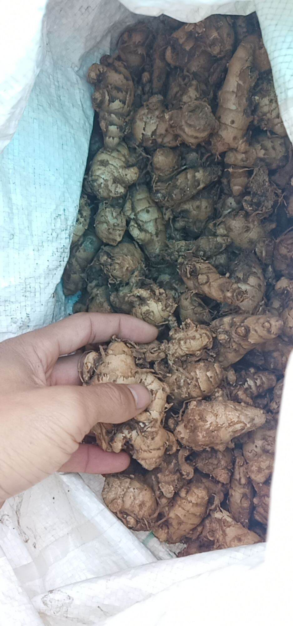 100g Hạt Giống Chùm Ngây Nhà Làm