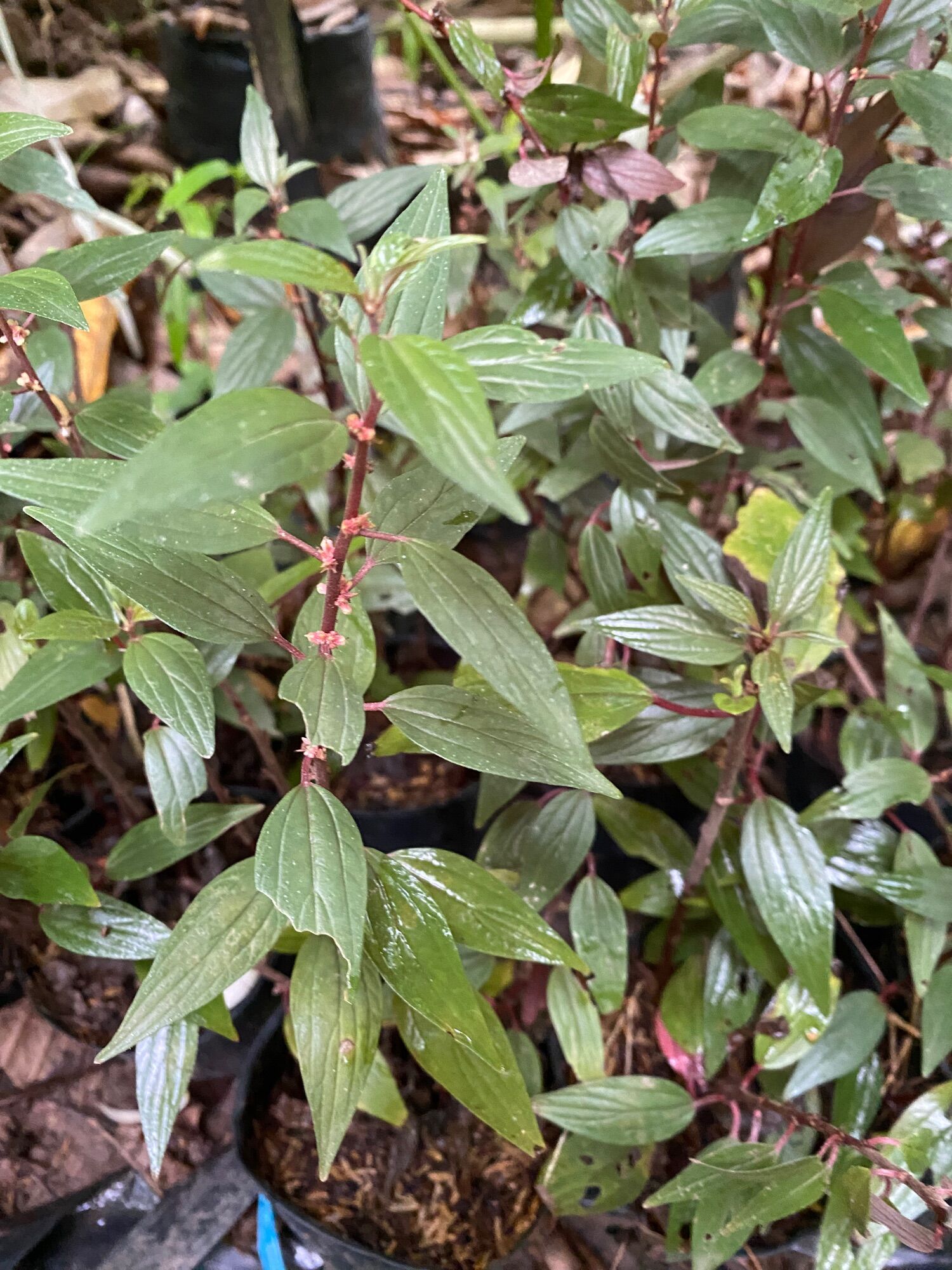 CÂY THUỐC DÒI TÍA  ( cây bọ mắm )