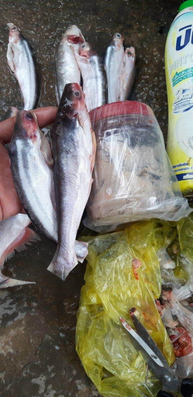MỒI CÂU CÁ LĂNG SIÊU NHẠY 500g