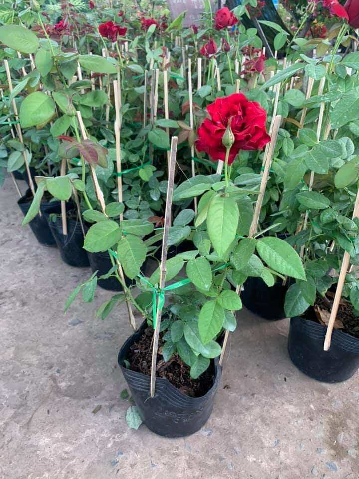 Cây hoa Hồng nhung  hoa siêu to