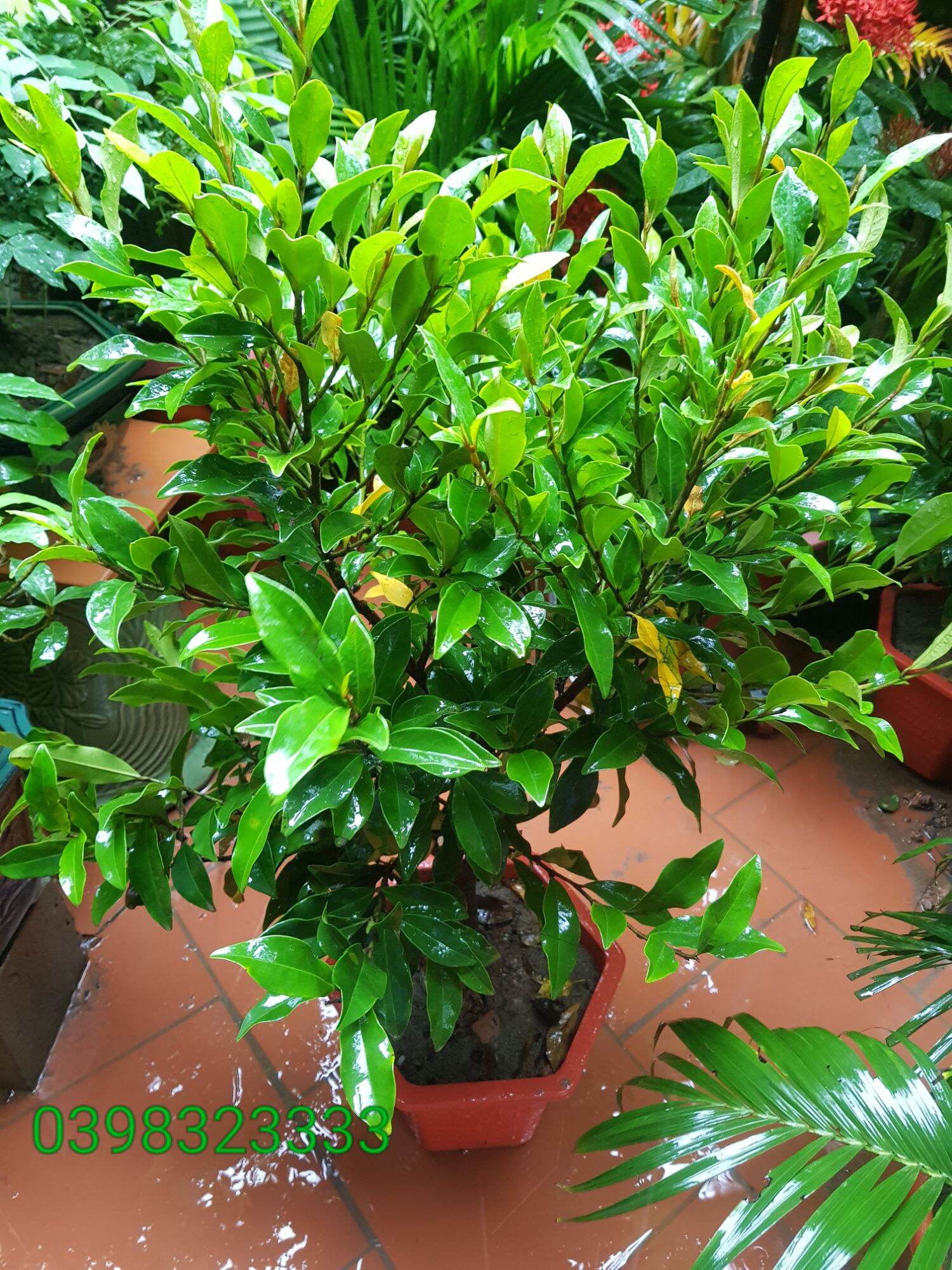 Cây hoa lan tiêu cây cao 60cm đến 80cm