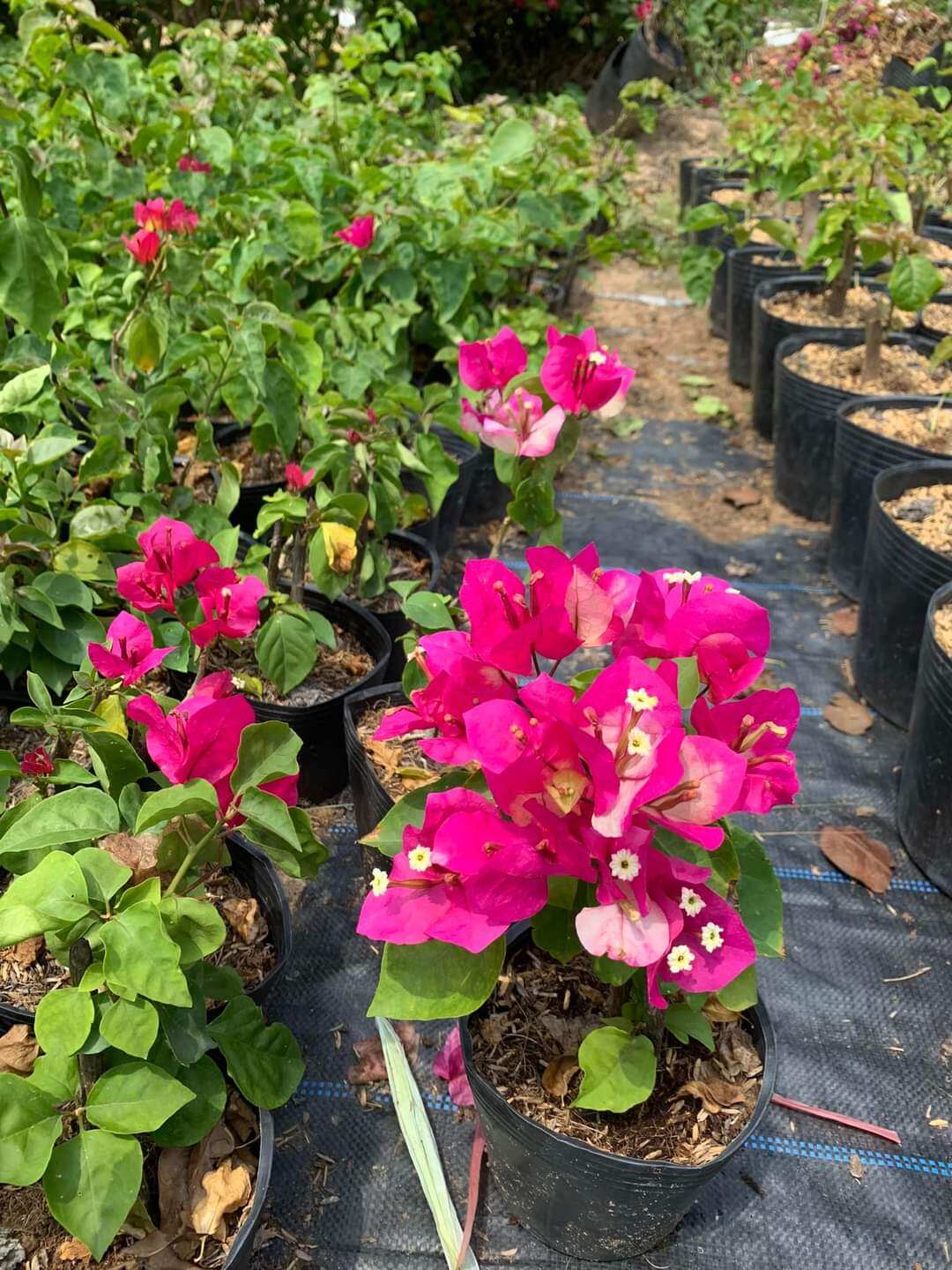 Cây hoa giấy Ấn Độ size mini