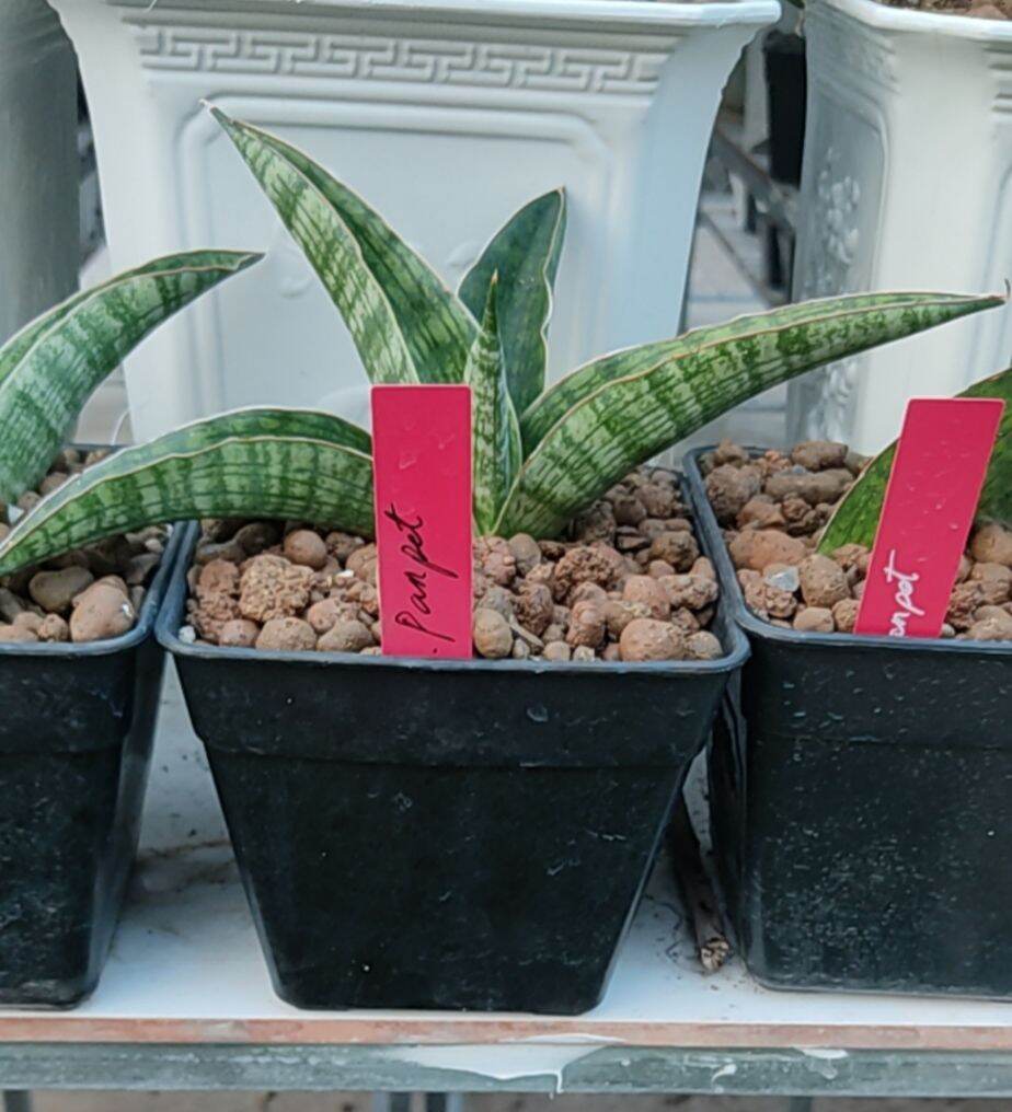 Cây lưỡi hổ - Sansevieria Phanphet