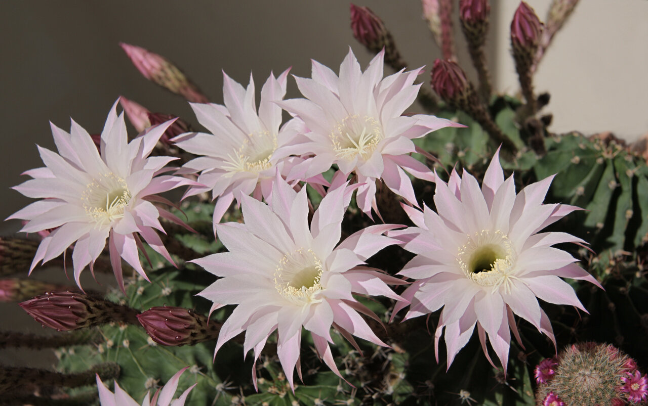 Cây xương rồng Echinopsis hoa trắng hồng nhạt, cánh dài, gai ngắn - Echinopsis
