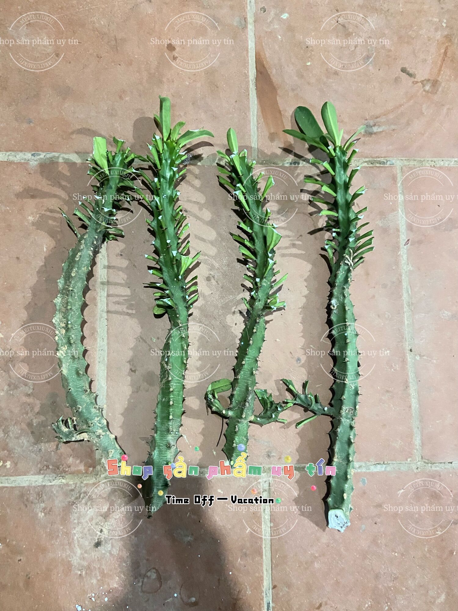xương rồng ngọc kì lân
