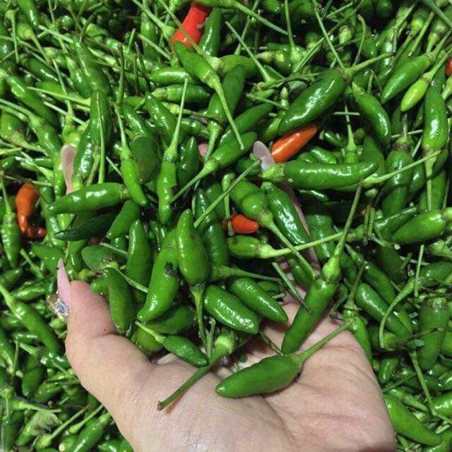Hạt Ớt  xiêm  rừng  5 hạt